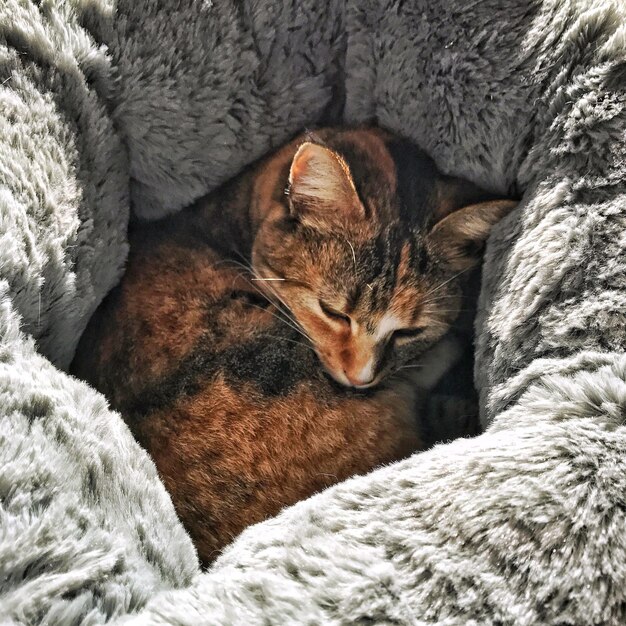 Photo close-up of cat sleeping