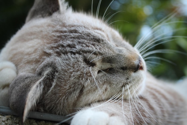 寝ている猫のクローズアップ