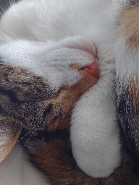 Close-up of cat sleeping