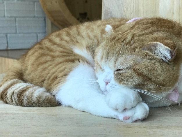 Photo close-up of cat sleeping