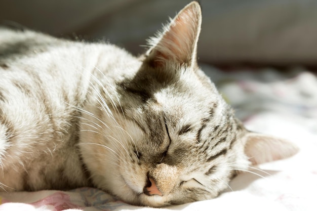 close-up of cat sleeping