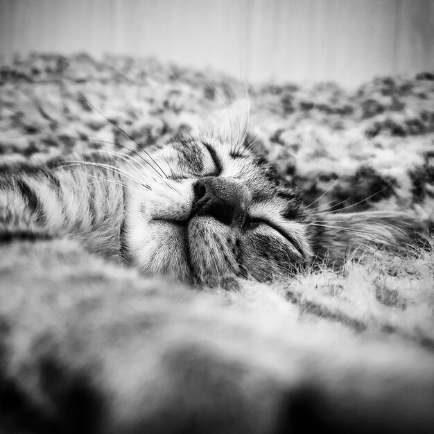 Close-up of a cat sleeping