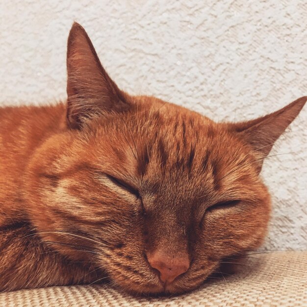 Close-up of cat sleeping