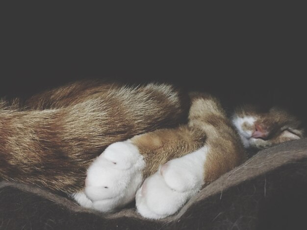 Close-up of cat sleeping