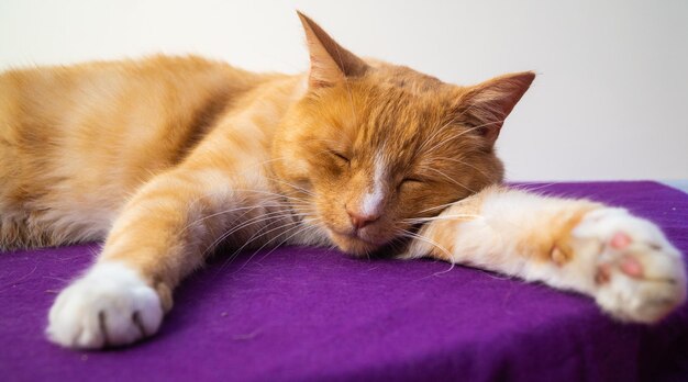 Close-up of cat sleeping