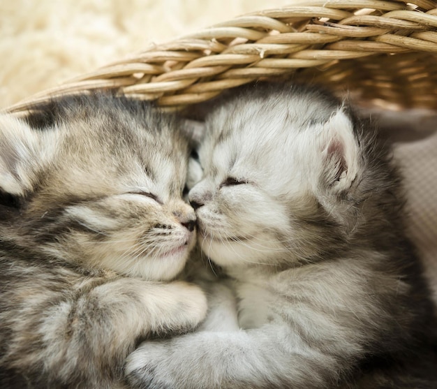 Foto prossimo piano di un gatto che dorme