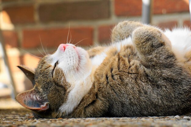 Foto prossimo piano di un gatto che dorme