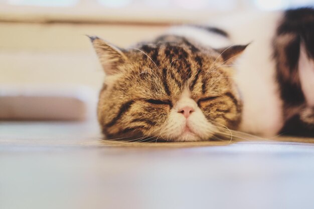 Близкий план спящей кошки