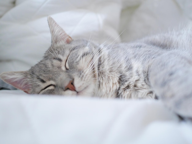 寝ている猫のクローズアップ