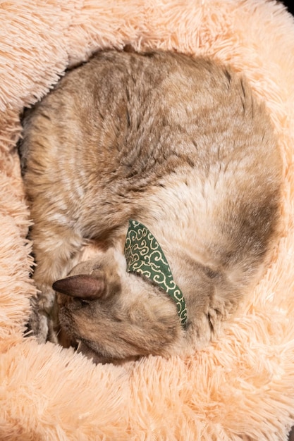 Photo close-up of cat sleeping