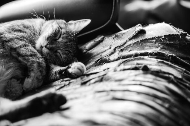 Photo close-up of cat sleeping