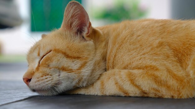 Close-up of cat sleeping