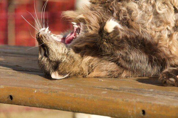 Close-up of a cat sleeping