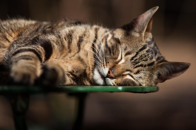 Close-up of cat sleeping