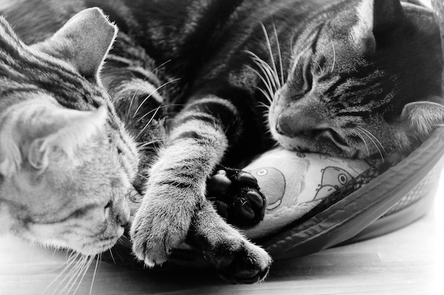 Foto prossimo piano di un gatto che dorme