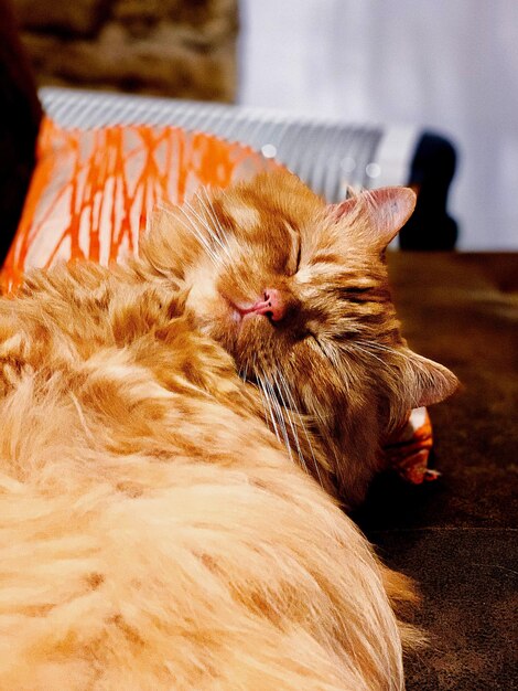 Photo close-up of a cat sleeping