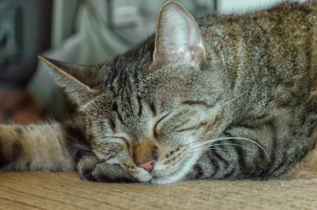 Foto prossimo piano di un gatto che dorme