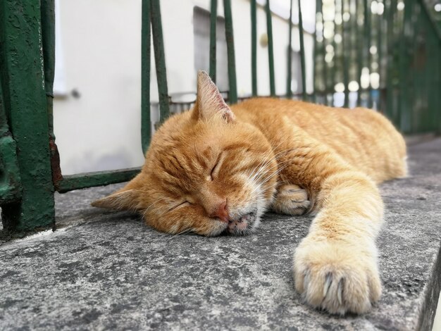 Close-up of a cat sleeping