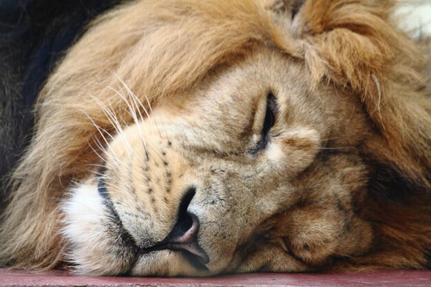 Close-up of cat sleeping