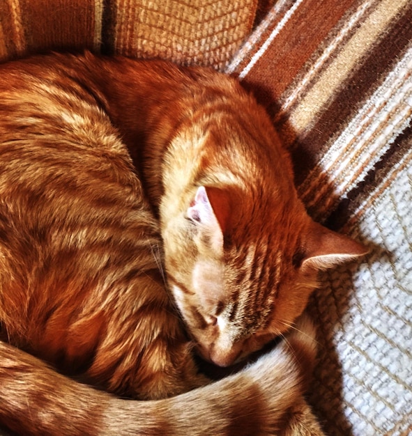 Close-up of cat sleeping