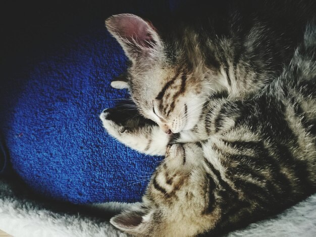 Close-up of cat sleeping