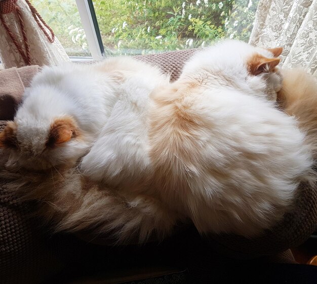 Foto prossimo piano di un gatto che dorme