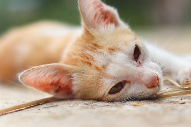 寝ている猫のクローズアップ