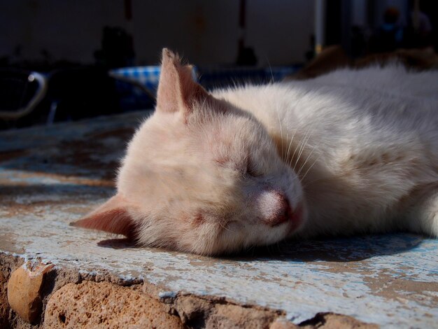 Foto prossimo piano di un gatto che dorme
