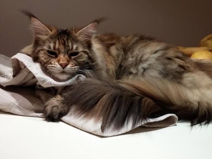 Photo 寝ている猫のクローズアップ