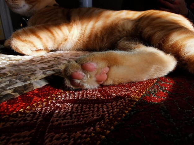 Close-up of cat sleeping