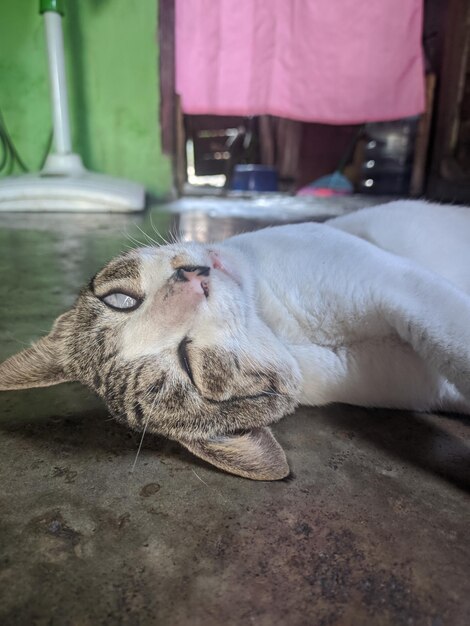 Close-up of a cat sleeping