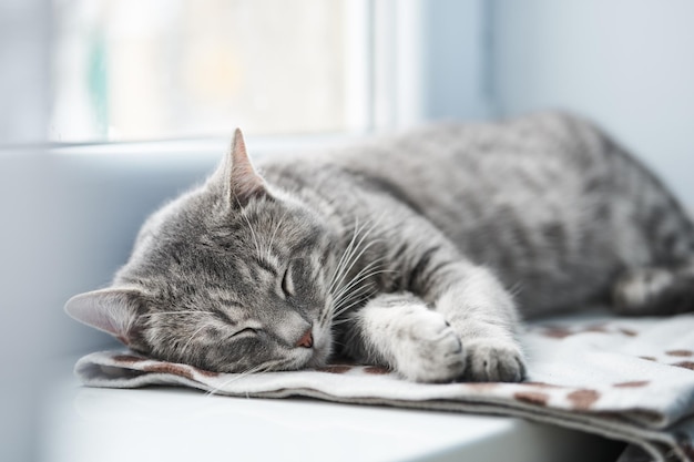Close-up of a cat sleeping