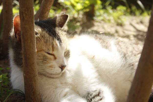 Photo close-up of a cat sleeping