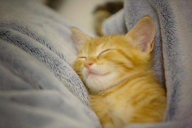 Photo close-up of cat sleeping