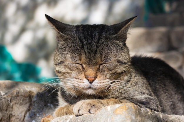 Близкий план спящей кошки