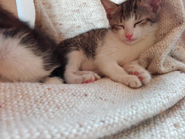 Foto prossimo piano di un gatto che dorme