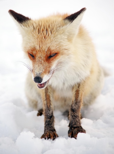 Foto close-up di un gatto sulla neve