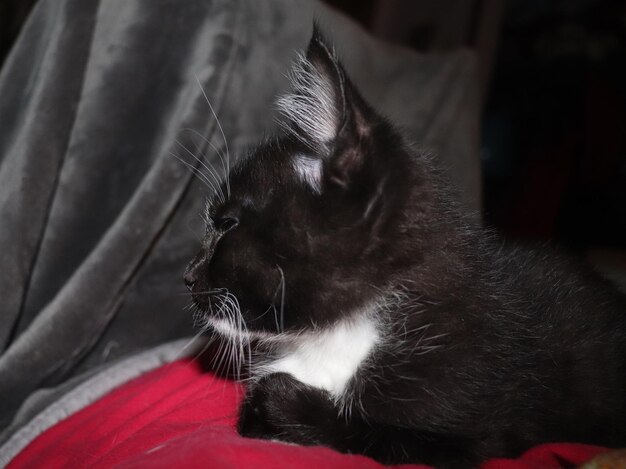 Photo close-up of cat on sofa at home