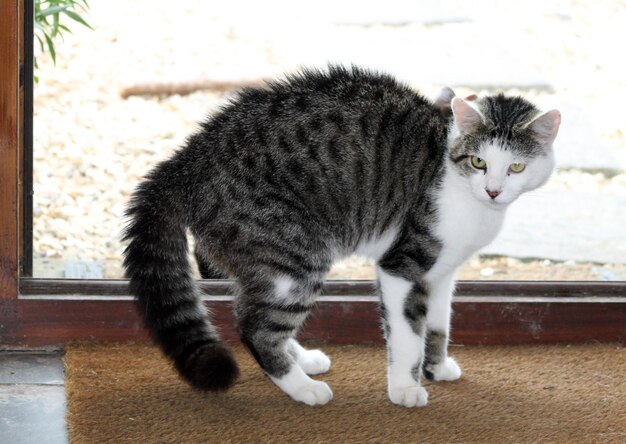 Photo close-up of cat standing on doormat