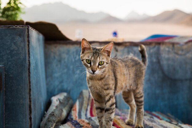 Foto prossimo piano del gatto in piedi