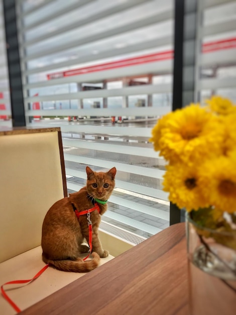 Close-up of cat on table by window