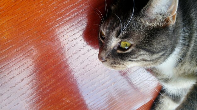 Photo close-up of cat on table at home