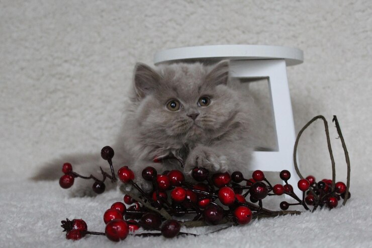 Фотография клоуз-ап кошки на столе