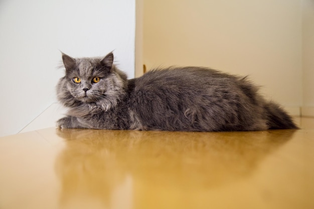 テーブルの上の猫のクローズアップ