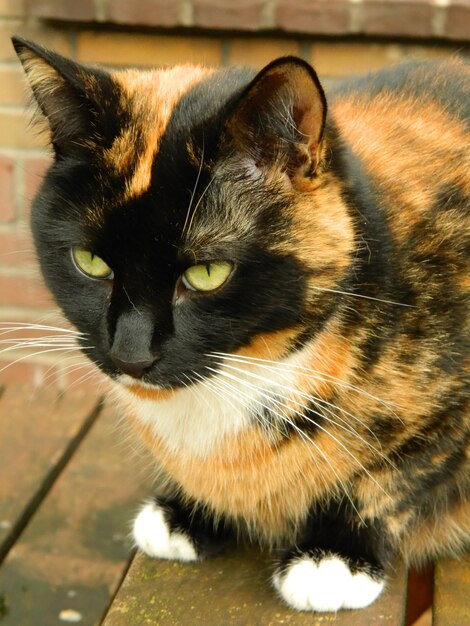 Photo close-up of cat on table