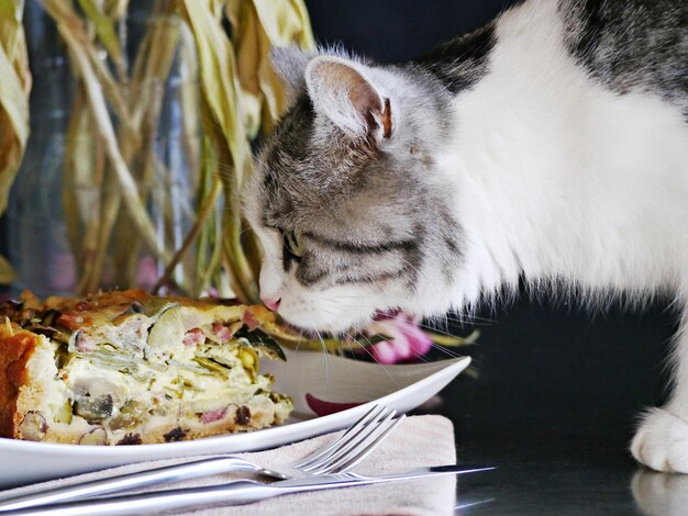 Foto close-up di un gatto sul tavolo