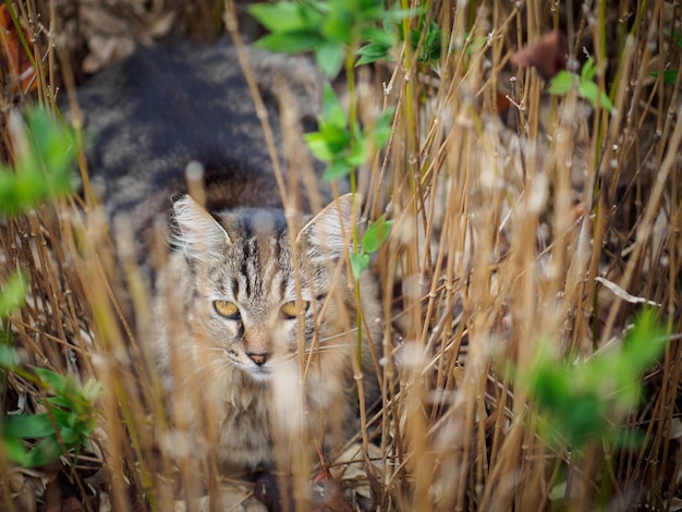 Foto close-up di un gatto nell'erba alta