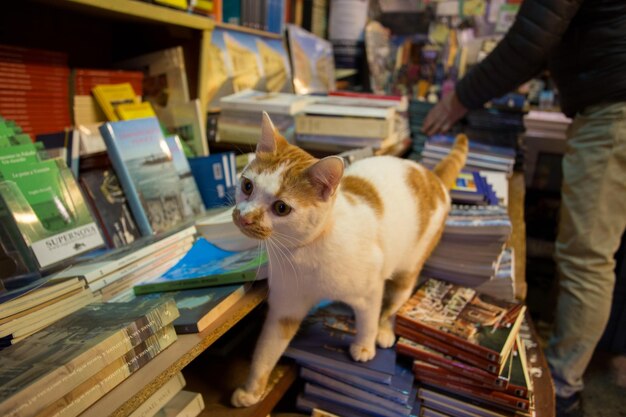 Close-up of cat on top of books