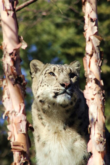 Photo close-up of a cat on tree trunk