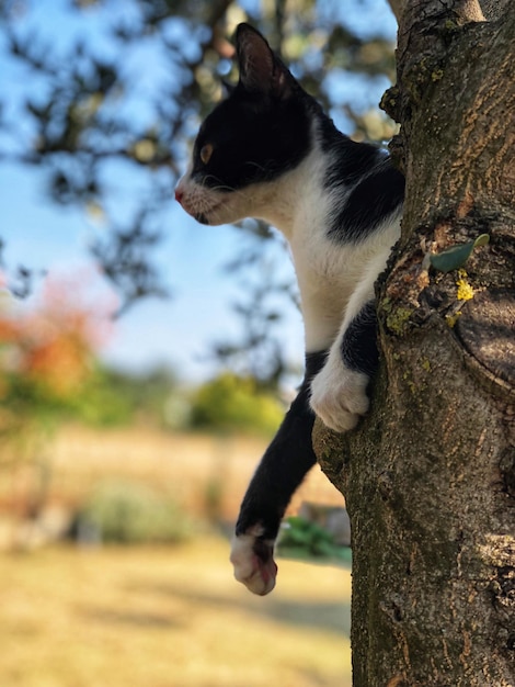 Foto close-up di un gatto sul tronco di un albero